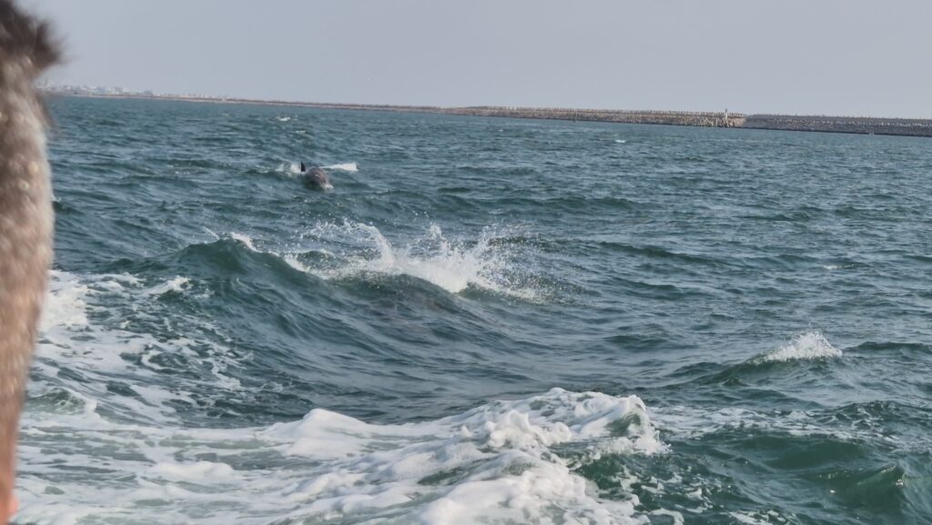 FOTO VIDEO Forțele Navale Române, simulare a unor situații de criză/ Delfinii au făcut spectacol pe mare 6 FOTO VIDEO Forțele Navale Române, simulare a unor situații de criză/ Delfinii au făcut spectacol pe mare 1e69a4af abba 4ae2 bcb0 5c2a268be8fa