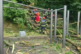 Tragedie în Brașov! Un copac s-a prabușit peste două persoane. Un tânăr a murit pe loc 62556179