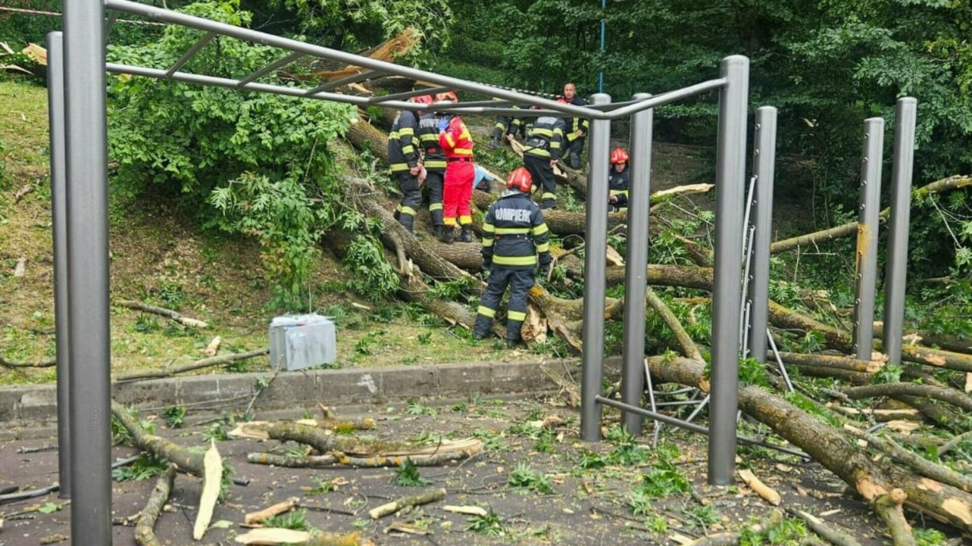 Tragedie în Brașov! Un copac s-a prabușit peste două persoane. Un tânăr a murit pe loc 62556179