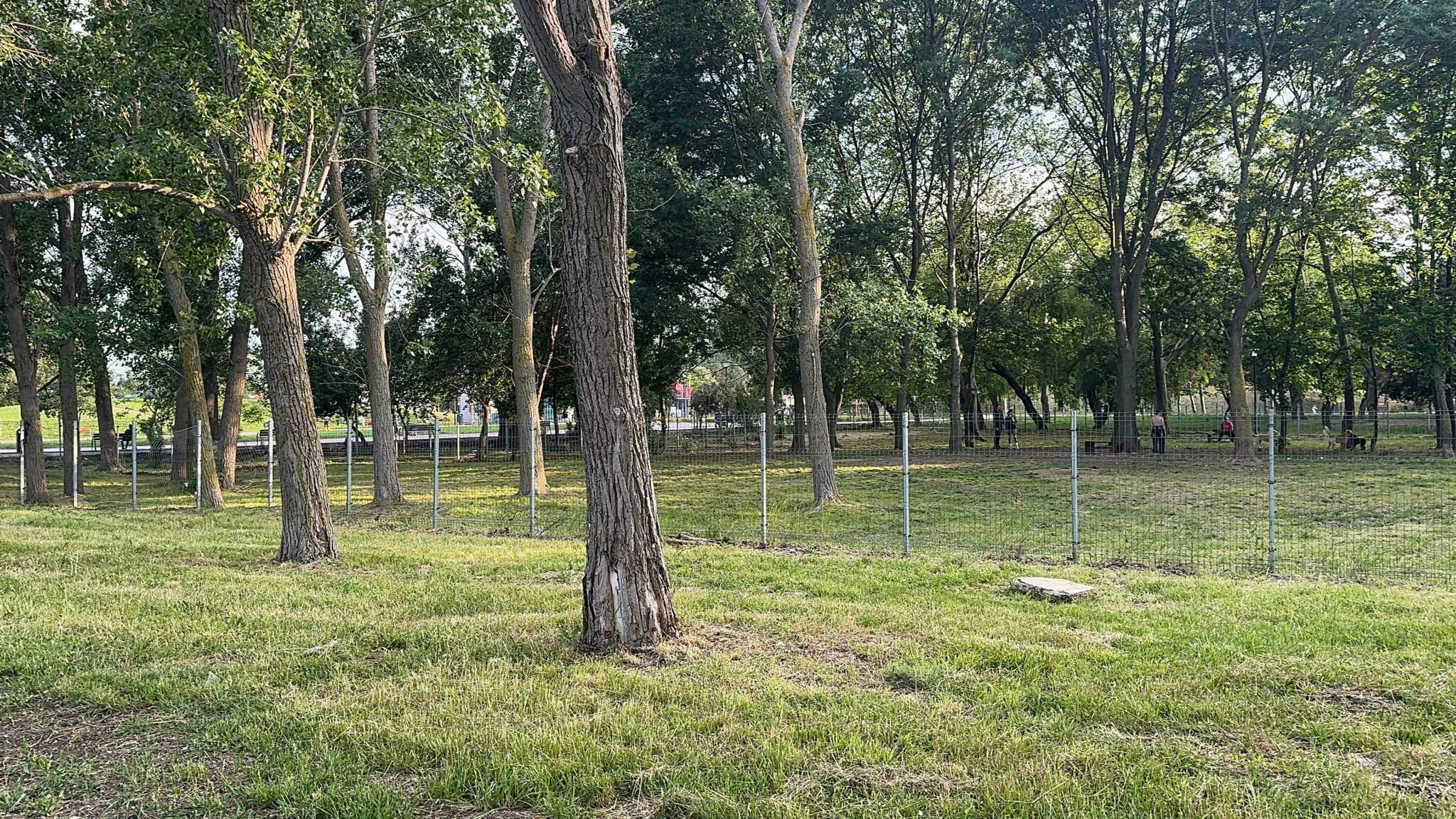 OFICIAL DE LA IPJ: Un tânăr în vârstă de 16 ani s-a spânzurat în Parcul Tăbăcărie din Constanța/ Motivul probabil al sinuciderii 70d3e207 f688 4974 a09b c4d351837781