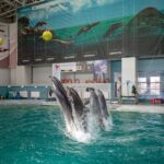 Delfinariul din Constanța apelează la delfini aduși TEMPORAR, în sezonul estival 2025 Delfini Delfinariu 2