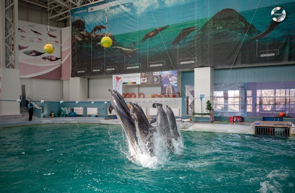 Delfinariul din Constanța apelează la delfini aduși TEMPORAR, în sezonul estival 2025 Delfini Delfinariu 2