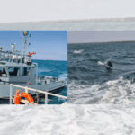 FOTO VIDEO Forțele Navale Române, simulare a unor situații de criză/ Delfinii au făcut spectacol pe mare Design fara titlu 47