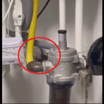 VIDEO Un liliac a pătruns într-un apartament din Lazu/ A fost capturat de jandarmii constănțeni ERERE