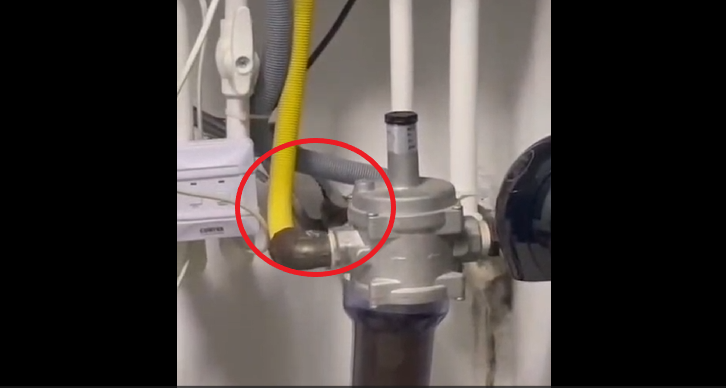 VIDEO Un liliac a pătruns într-un apartament din Lazu/ A fost capturat de jandarmii constănțeni ERERE