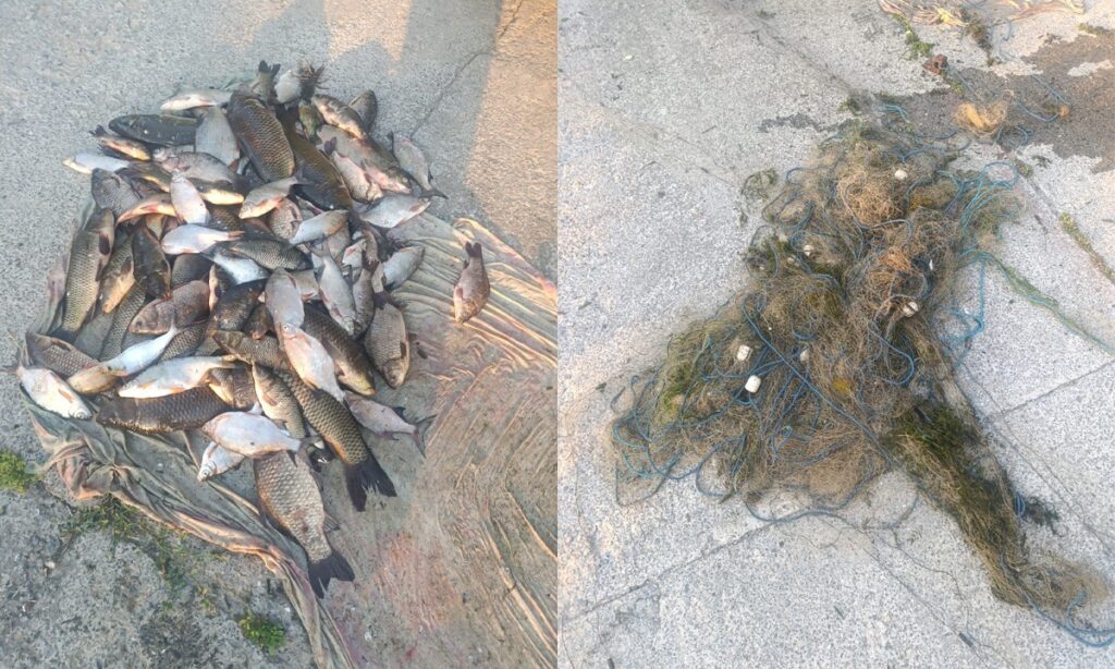 1.400 de metri de plasă monofilament și 24 de kilograme de pește capturat ilegal au fost descoperite de polițiștii de frontieră din Tulcea 2 1.400 de metri de plasă monofilament și 24 de kilograme de pește capturat ilegal au fost descoperite de polițiștii de frontieră din Tulcea Imagine WhatsApp 2025 06 03 la 14.58.17 c4425e1f