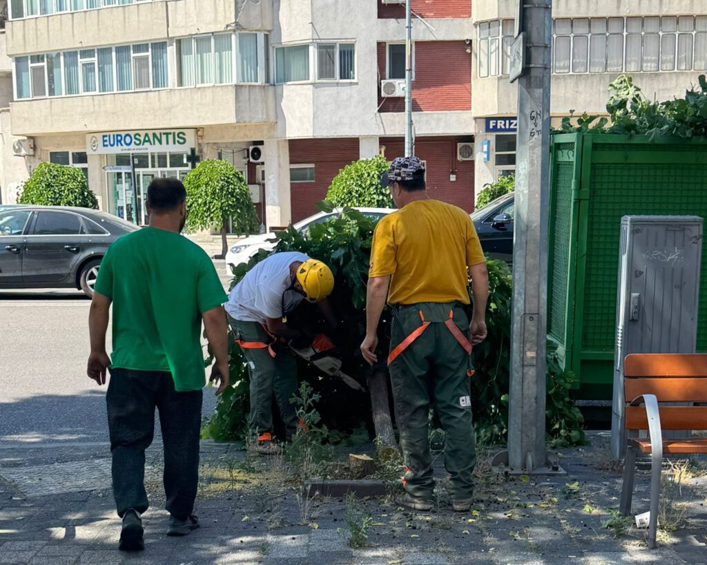 FOTO VIDEO Dezastru ecologic la Constanța! Mai mulți copaci au fost tăiați, în zona magazinului eMAG, pentru că… fac mizerie UPDATE 3 FOTO VIDEO Dezastru ecologic la Constanța! Mai mulți copaci au fost tăiați, în zona magazinului eMAG, pentru că… fac mizerie UPDATE Imagine WhatsApp 2025 06 25 la 11.51.47 811f6188