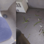 FOTO În CT Bus te simți ca în natură: poți urina pe scaune și ai și iarbă verde Screenshot 2025 06 08 050724