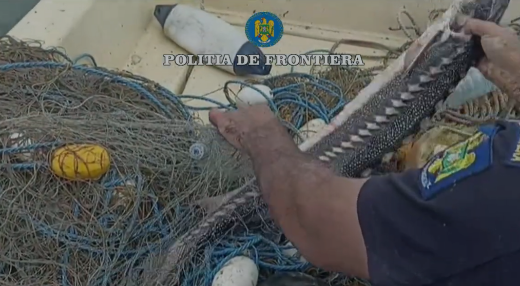 VIDEO Plase de pescuit ilegale de peste 700 metri, cu patru sturioni capturați, descoperite în Marea Neagră Screenshot 2025 06 18 154303