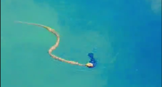 VIDEO Un șarpe a fost surpins în mare, pe o plajă din Saturn Screenshot 2