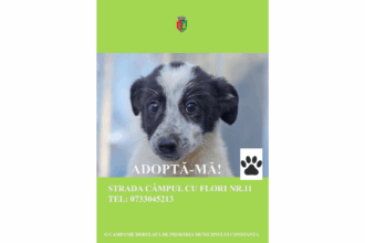 Adăpostul pentru animale abandonate din Constanța găzduiește sute de căței care își așteaptă o familie și un cămin permanent Untitled design20