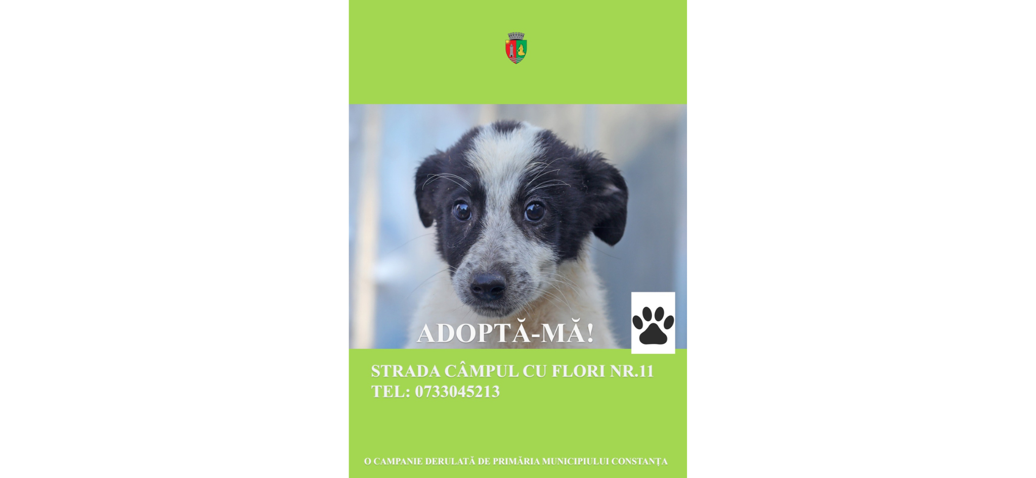 Adăpostul pentru animale abandonate din Constanța găzduiește sute de căței care își așteaptă o familie și un cămin permanent Untitled design20
