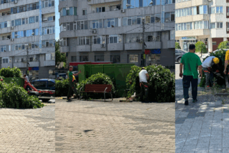 FOTO VIDEO Dezastru ecologic la Constanța! Mai mulți copaci au fost tăiați, în zona magazinului eMAG, pentru că… fac mizerie UPDATE Untitled design23