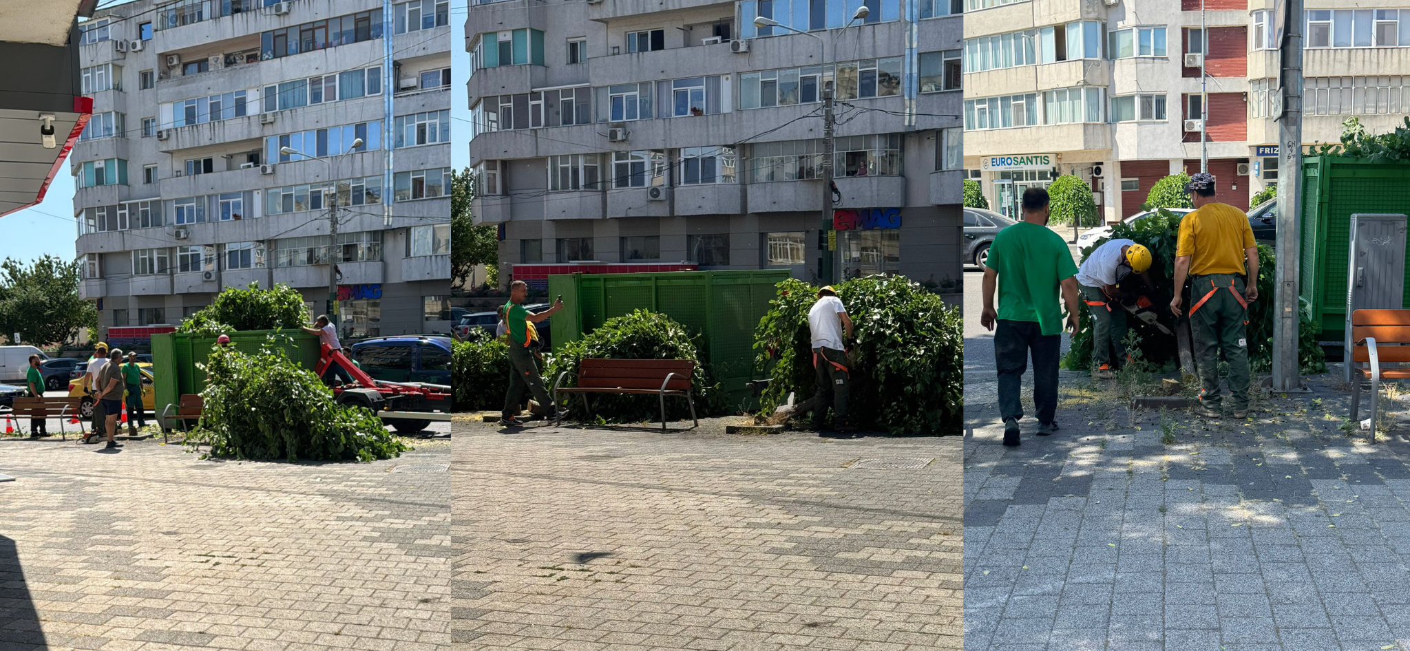 FOTO VIDEO Dezastru ecologic la Constanța! Mai mulți copaci au fost tăiați, în zona magazinului eMAG, pentru că… fac mizerie UPDATE Untitled design23