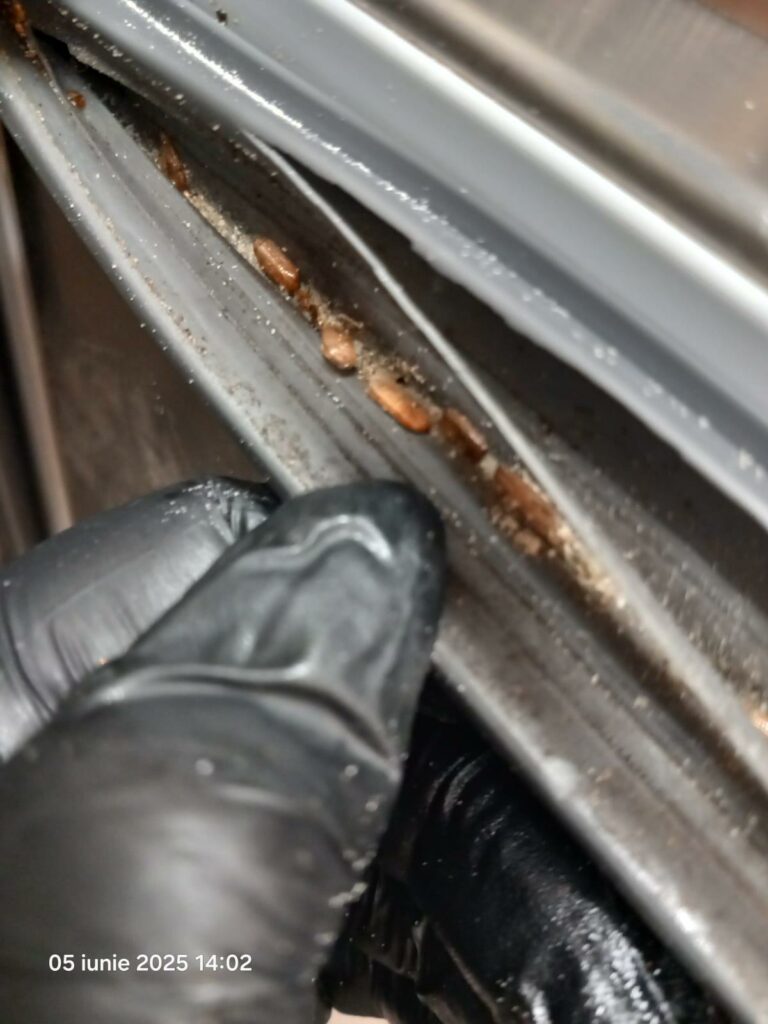 VIDEO FOTO Gândaci vii și morți, mâncare stricată și ustensile murdare: restaurant din Năvodari, sancționat DUR de OPC 16 VIDEO FOTO Gândaci vii și morți, mâncare stricată și ustensile murdare: restaurant din Năvodari, sancționat DUR de OPC WhatsApp Image 2025 06 05 at 17.28.38 1
