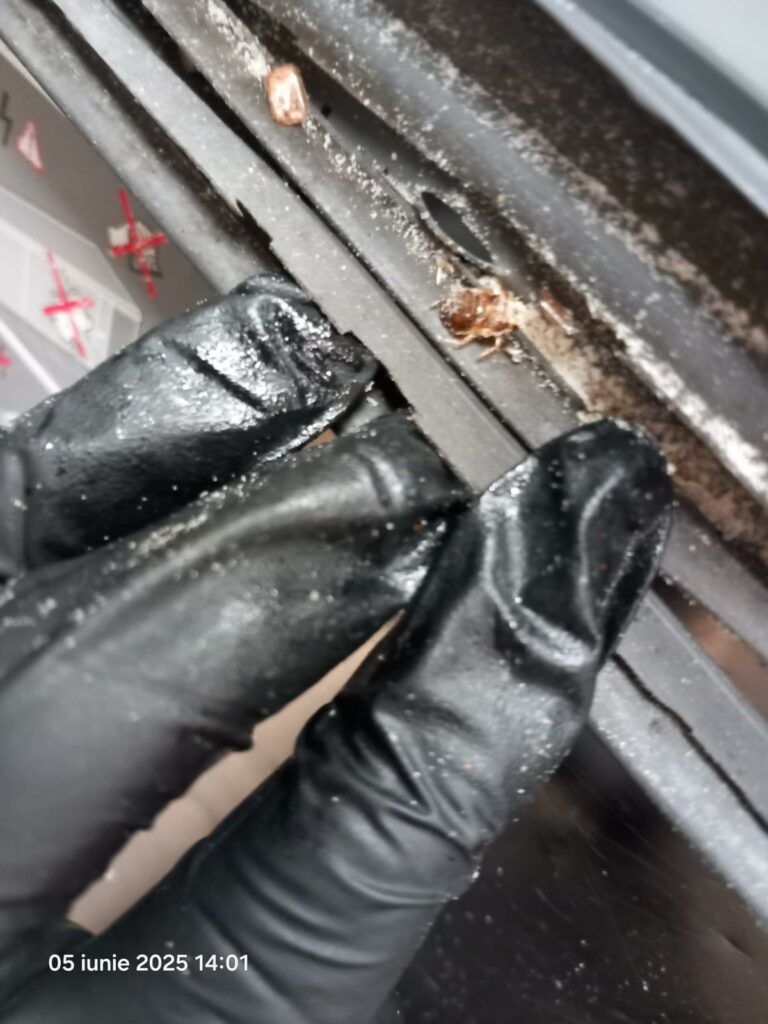 VIDEO FOTO Gândaci vii și morți, mâncare stricată și ustensile murdare: restaurant din Năvodari, sancționat DUR de OPC 2 VIDEO FOTO Gândaci vii și morți, mâncare stricată și ustensile murdare: restaurant din Năvodari, sancționat DUR de OPC WhatsApp Image 2025 06 05 at 17.28.38 3 1