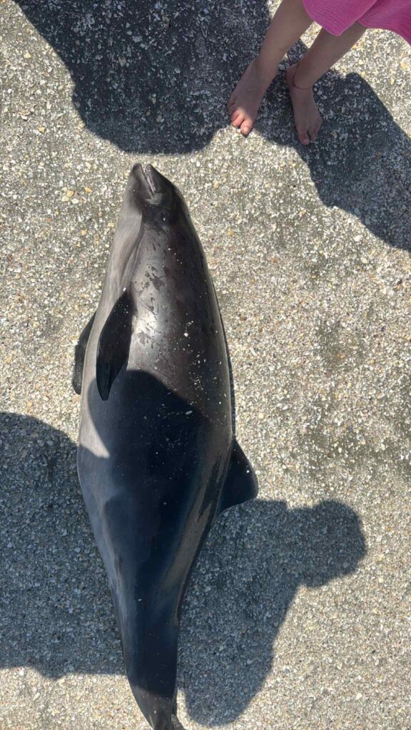FOTO Pui de delfin găsit mort pe plaja Infinity. Autoritățile nu au intervenit nici după două ore 8 FOTO Pui de delfin găsit mort pe plaja Infinity. Autoritățile nu au intervenit nici după două ore WhatsApp Image 2025 06 08 at 16.18.49 1