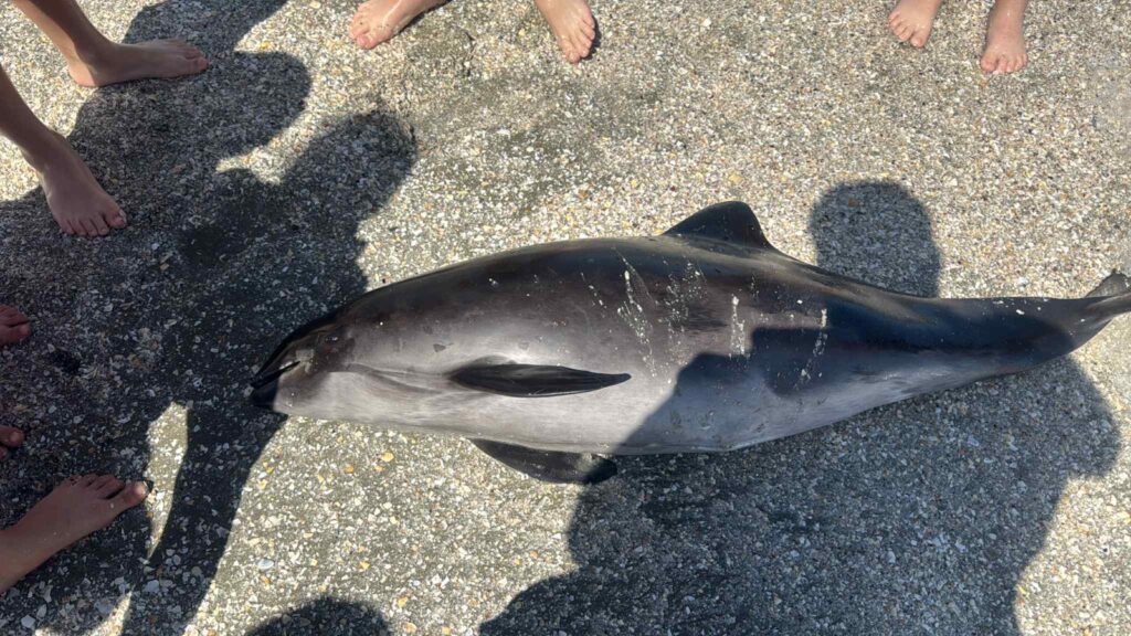 FOTO Pui de delfin găsit mort pe plaja Infinity. Autoritățile nu au intervenit nici după două ore 7 FOTO Pui de delfin găsit mort pe plaja Infinity. Autoritățile nu au intervenit nici după două ore WhatsApp Image 2025 06 08 at 16.18.49 2 1