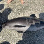 FOTO Pui de delfin găsit mort pe plaja Infinity. Autoritățile nu au intervenit nici după două ore WhatsApp Image 2025 06 08 at 16.18.49 2