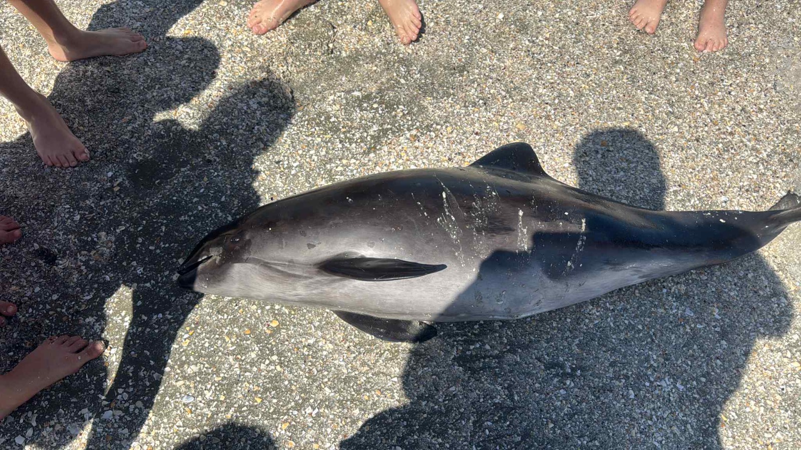 FOTO Pui de delfin găsit mort pe plaja Infinity. Autoritățile nu au intervenit nici după două ore WhatsApp Image 2025 06 08 at 16.18.49 2