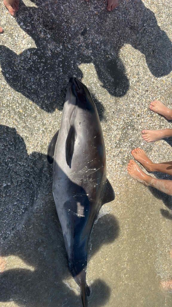 FOTO Pui de delfin găsit mort pe plaja Infinity. Autoritățile nu au intervenit nici după două ore 6 FOTO Pui de delfin găsit mort pe plaja Infinity. Autoritățile nu au intervenit nici după două ore WhatsApp Image 2025 06 08 at 16.18.49 3 1