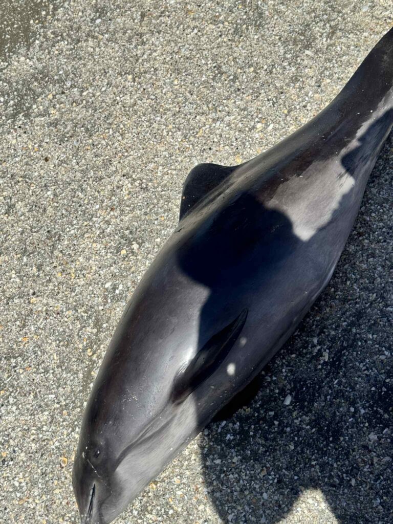 FOTO Pui de delfin găsit mort pe plaja Infinity. Autoritățile nu au intervenit nici după două ore 4 FOTO Pui de delfin găsit mort pe plaja Infinity. Autoritățile nu au intervenit nici după două ore WhatsApp Image 2025 06 08 at 16.18.49 5 1