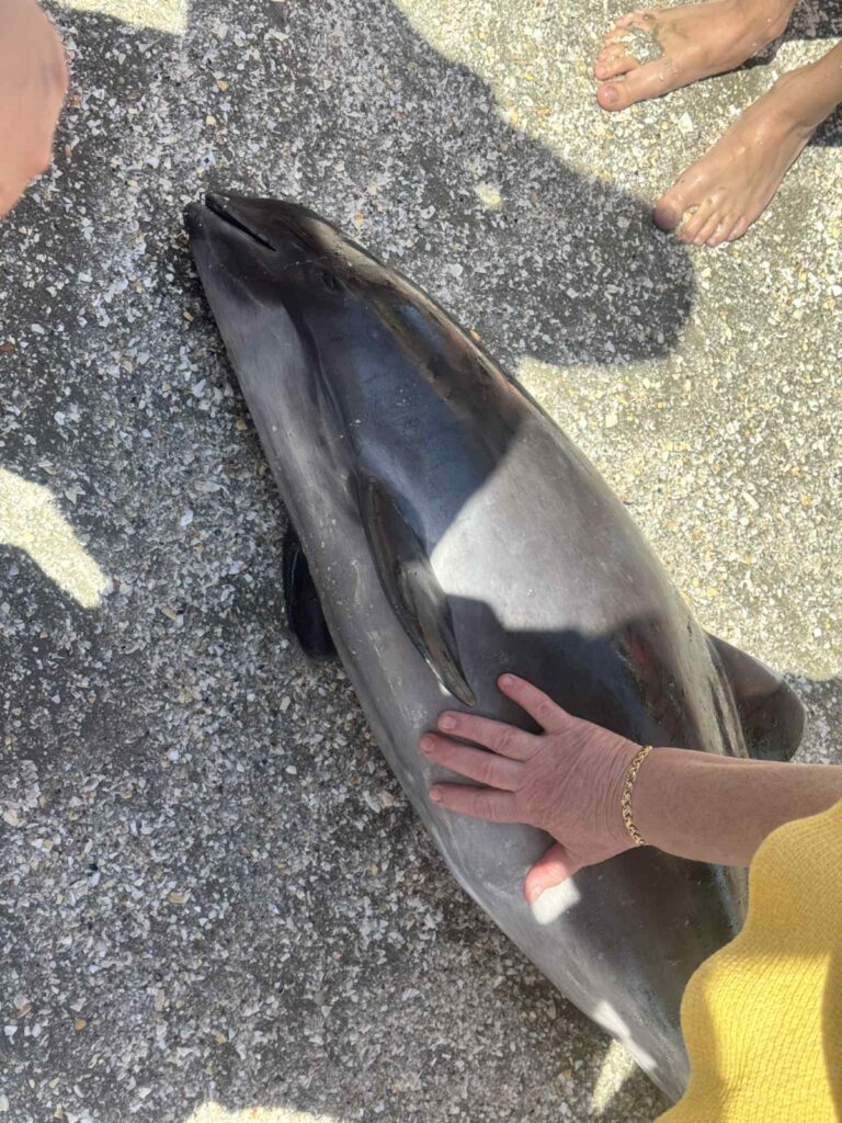 FOTO Pui de delfin găsit mort pe plaja Infinity. Autoritățile nu au intervenit nici după două ore 5 FOTO Pui de delfin găsit mort pe plaja Infinity. Autoritățile nu au intervenit nici după două ore WhatsApp Image 2025 06 08 at 16.18.49 6 1