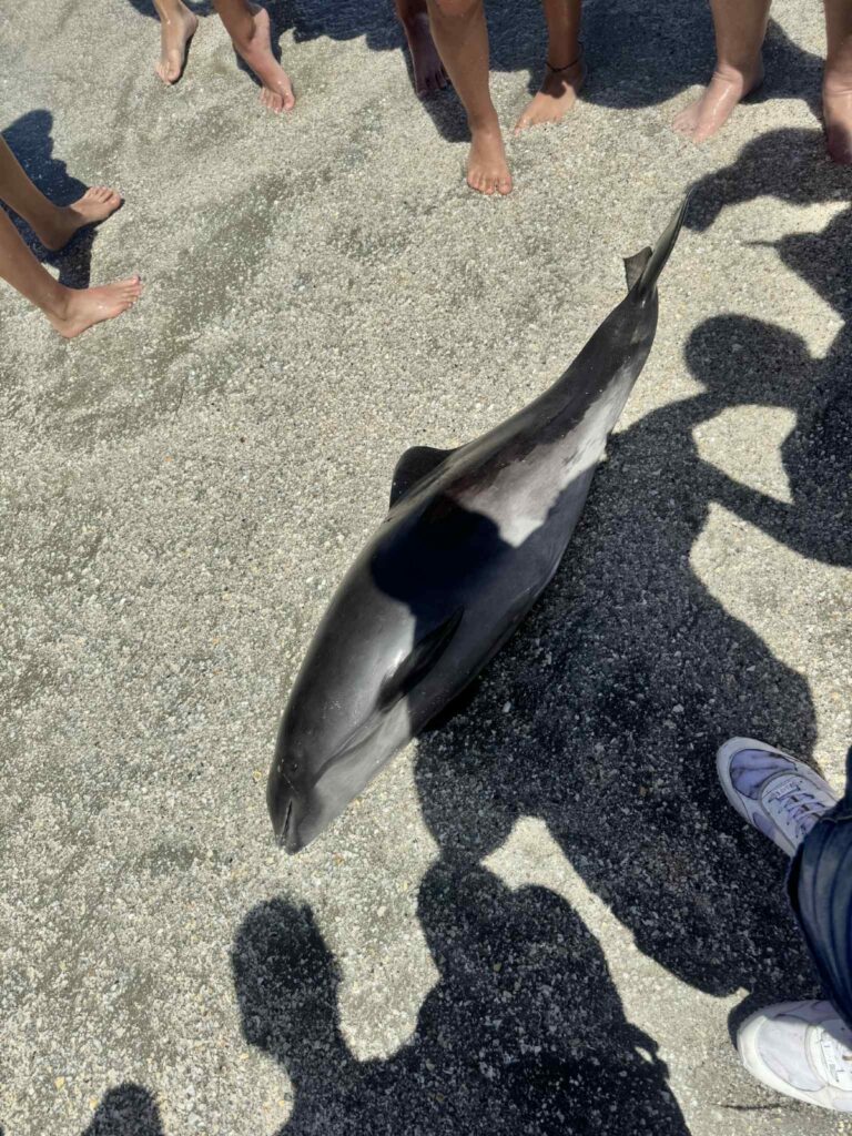 FOTO Pui de delfin găsit mort pe plaja Infinity. Autoritățile nu au intervenit nici după două ore 2 FOTO Pui de delfin găsit mort pe plaja Infinity. Autoritățile nu au intervenit nici după două ore WhatsApp Image 2025 06 08 at 16.18.49 7 1