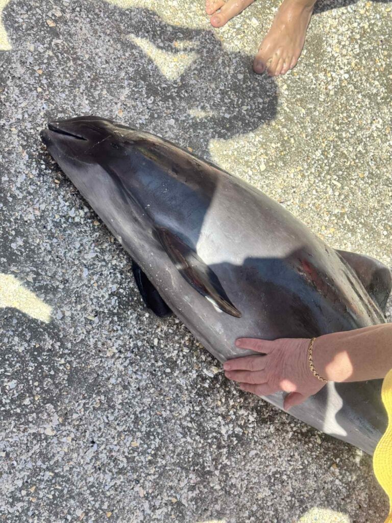 FOTO Pui de delfin găsit mort pe plaja Infinity. Autoritățile nu au intervenit nici după două ore 3 FOTO Pui de delfin găsit mort pe plaja Infinity. Autoritățile nu au intervenit nici după două ore WhatsApp Image 2025 06 08 at 16.18.49 8 1