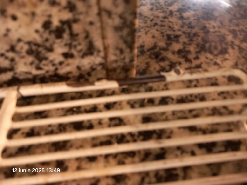 FOTO VIDEO Două restaurante închise în centrul vechi al Constanței. Mizerie, alimente fără etichete și risc de îmbolnăvire 7 FOTO VIDEO Două restaurante închise în centrul vechi al Constanței. Mizerie, alimente fără etichete și risc de îmbolnăvire WhatsApp Image 2025 06 12 at 17.12.06