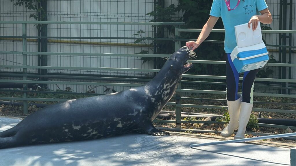 FOTO VIDEO Delfinariul din Constanța s-a deschis oficial. Președintele CJC, Florin Mitroi: a fost o muncă titanică 23 FOTO VIDEO Delfinariul din Constanța s-a deschis oficial. Președintele CJC, Florin Mitroi: a fost o muncă titanică WhatsApp Image 2025 06 14 at 11.10.31