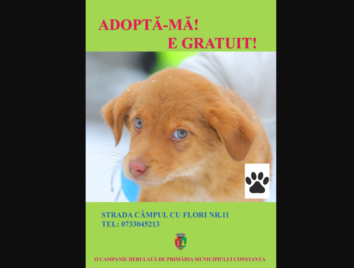 Sute de câini din adăpostul public din Constanța așteaptă să fie adoptați erer 2