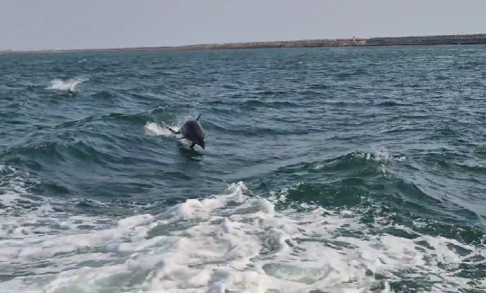 FOTO VIDEO Forțele Navale Române, simulare a unor situații de criză/ Delfinii au făcut spectacol pe mare 5 FOTO VIDEO Forțele Navale Române, simulare a unor situații de criză/ Delfinii au făcut spectacol pe mare jj