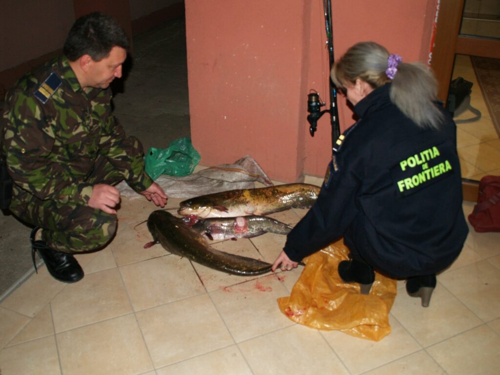 Judecătorii îl lasă fără undiță! Un bărbat din Hârșova a primit interdicție la pescuit după ce a vândut pește din portbagaj peste