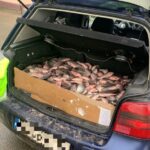 Judecătorii îl lasă fără undiță! Un bărbat din Hârșova a primit interdicție la pescuit după ce a vândut pește din portbagaj peste caras e1749132589872