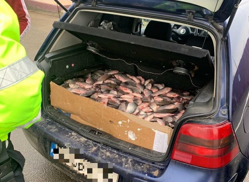 Judecătorii îl lasă fără undiță! Un bărbat din Hârșova a primit interdicție la pescuit după ce a vândut pește din portbagaj peste caras e1749132589872