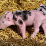 Trei purcei sunt căzuți într-o canalizare, la Hârșova/ Pompierii intervin piglet 3741877 1280