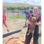 VIDEO UPDATE Pompierii constănțeni au salvat trei purcei căzuți într-o canalizare, la Hârșova porc