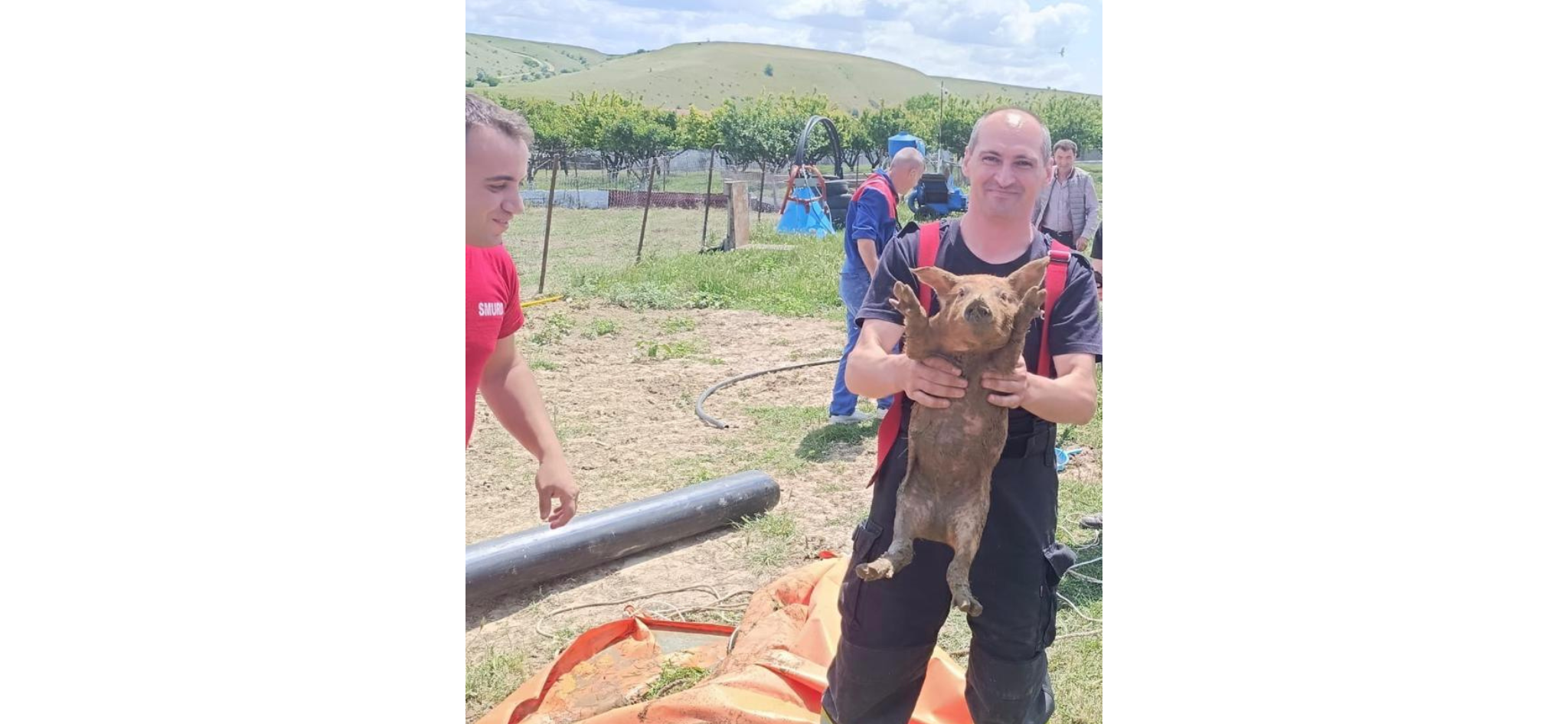 VIDEO UPDATE Pompierii constănțeni au salvat trei purcei căzuți într-o canalizare, la Hârșova porc