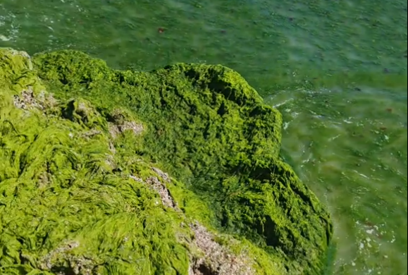 FOTO VIDEO Plajele din Mamaia, sufocate de alge/ Angajații au îndepărtat grămezile cu lopețile 2 FOTO VIDEO Plajele din Mamaia, sufocate de alge/ Angajații au îndepărtat grămezile cu lopețile 1