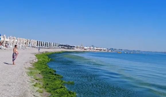 FOTO VIDEO Plajele din Mamaia, sufocate de alge/ Angajații au îndepărtat grămezile cu lopețile 3 FOTO VIDEO Plajele din Mamaia, sufocate de alge/ Angajații au îndepărtat grămezile cu lopețile 2
