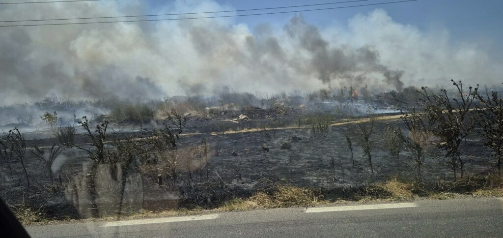 FOTO Incendiu de vegetație la ieșirea din Mangalia spre Albești 3 FOTO Incendiu de vegetație la ieșirea din Mangalia spre Albești 518270243 2345312029198610 7684711895813366271 n 1