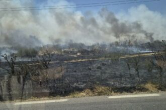 FOTO Incendiu de vegetație la ieșirea din Mangalia spre Albești 518270243 2345312029198610 7684711895813366271 n