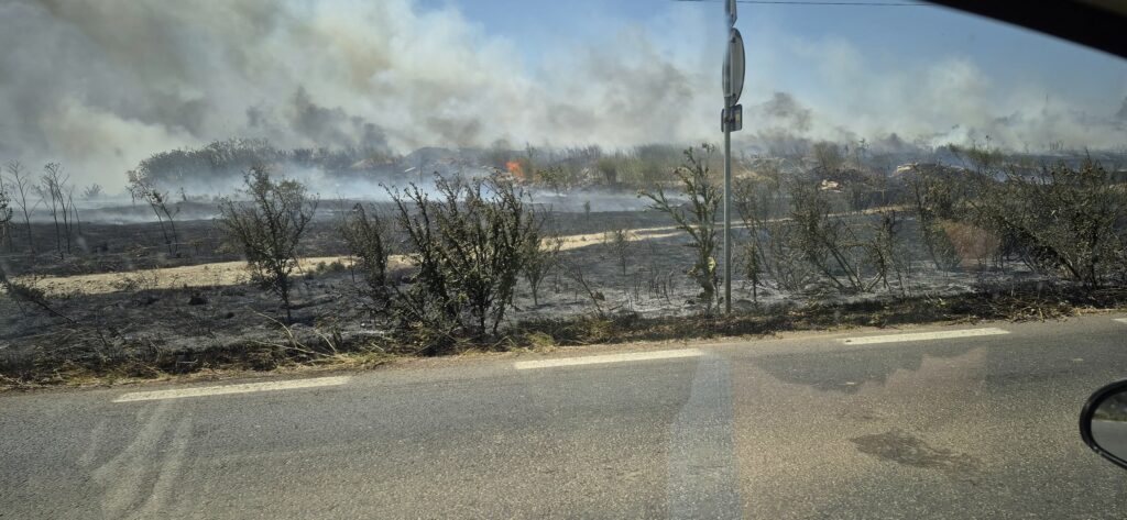 FOTO Incendiu de vegetație la ieșirea din Mangalia spre Albești 2 FOTO Incendiu de vegetație la ieșirea din Mangalia spre Albești 518322100 2345312132531933 7493288880996363191 n