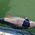 FOTO VIDEO Opt sturioni și un delfin, capturați ilegal în plase de pescuit din Marea Neagră/ Polițiștii de frontieră au intrat pe fir 7b3024de 2c63 45a8 935d c6e0f2102f09