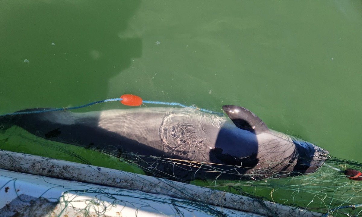 FOTO VIDEO Opt sturioni și un delfin, capturați ilegal în plase de pescuit din Marea Neagră/ Polițiștii de frontieră au intrat pe fir 7b3024de 2c63 45a8 935d c6e0f2102f09