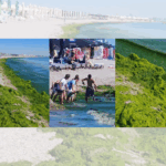 FOTO VIDEO Plajele din Mamaia, sufocate de alge/ Angajații au îndepărtat grămezile cu lopețile Design fara titlu 69