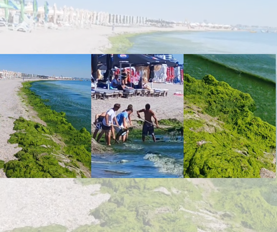 FOTO VIDEO Plajele din Mamaia, sufocate de alge/ Angajații au îndepărtat grămezile cu lopețile Design fara titlu 69