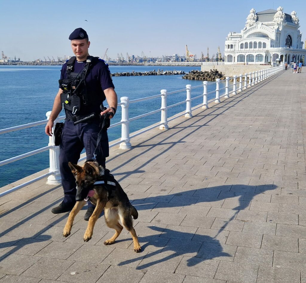 FOTO VIDEO Cel mai nou membru al jandarmilor constănțeni: Aria, cățelușă specializată pe detectarea drogurilor IMG 20250716 WA0011