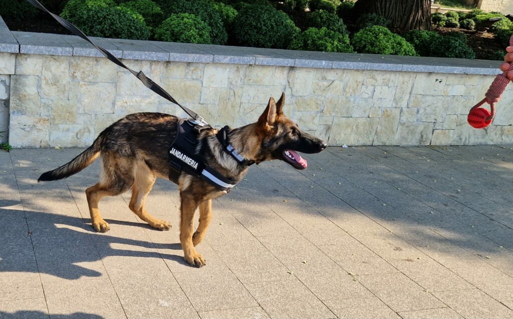 FOTO VIDEO Cel mai nou membru al jandarmilor constănțeni: Aria, cățelușă specializată pe detectarea drogurilor IMG 20250716 WA0018